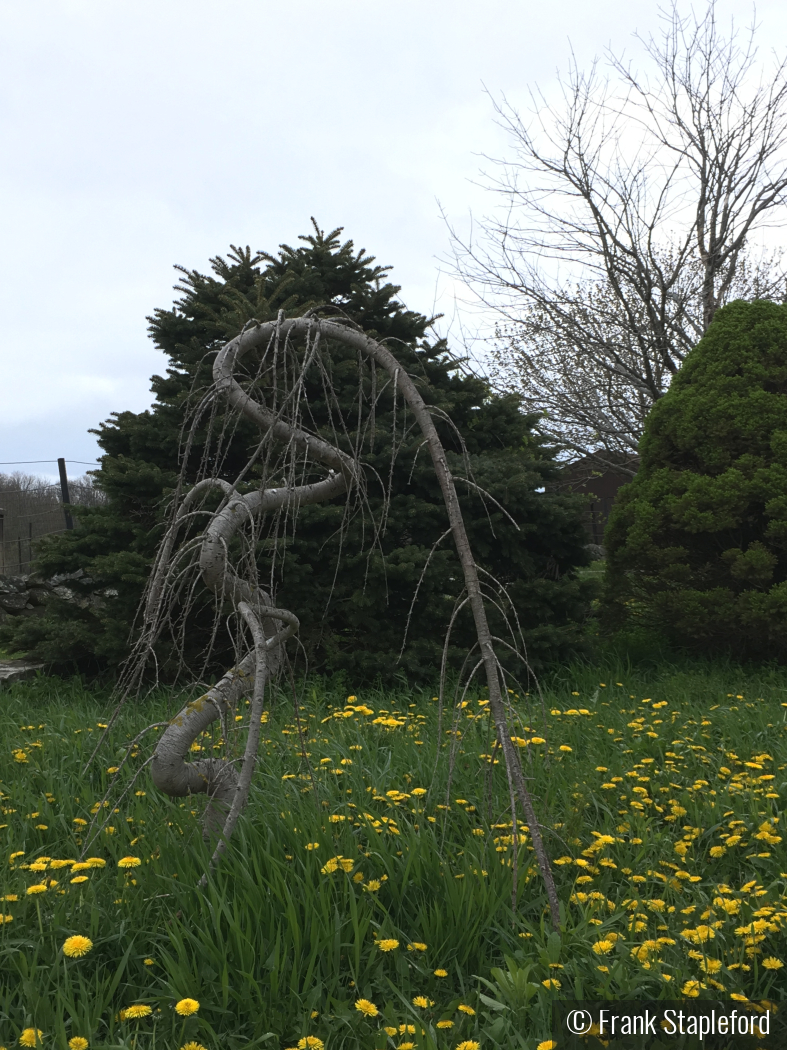 Indecisive Tree by Frank Stapleford