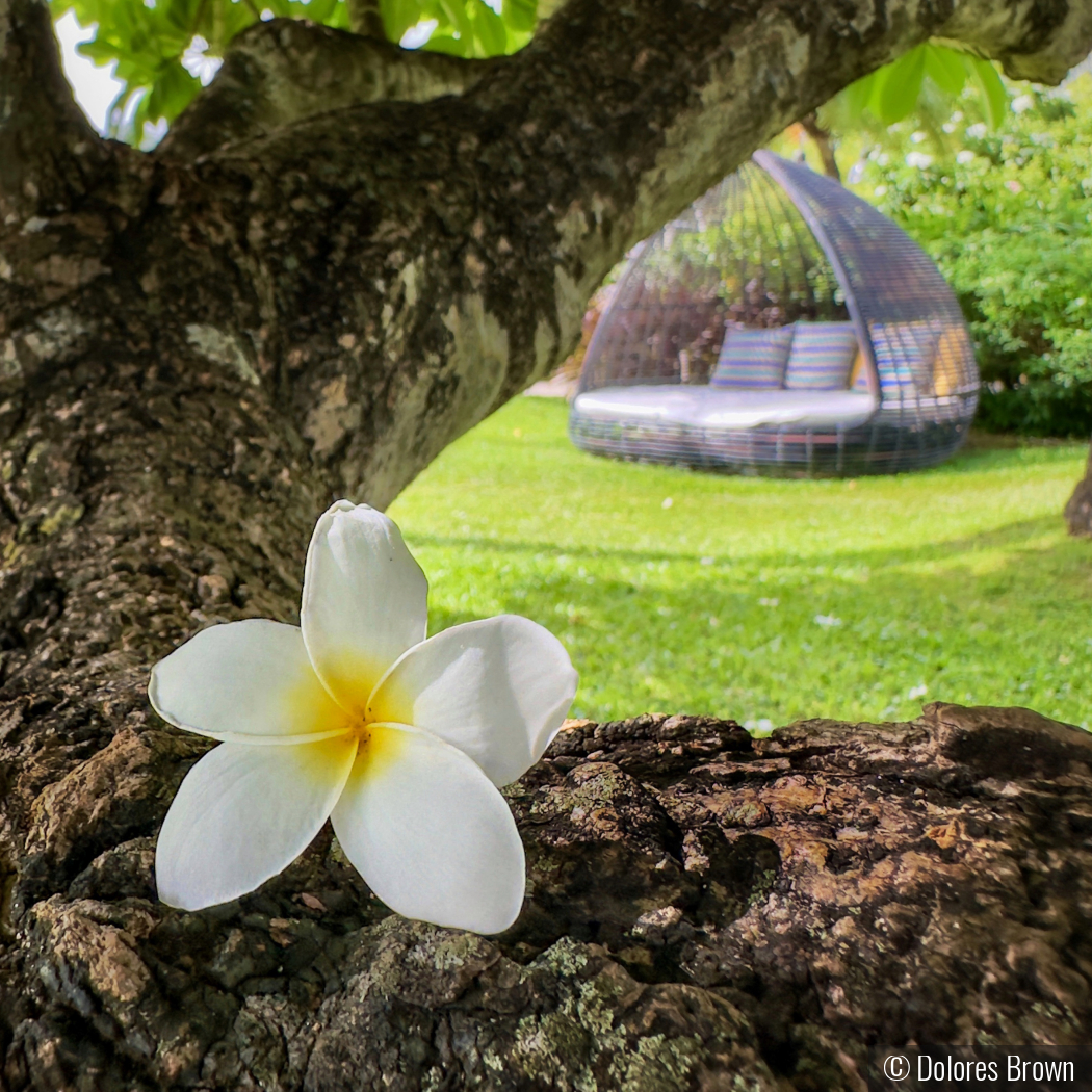 Island Relaxation by Dolores Brown