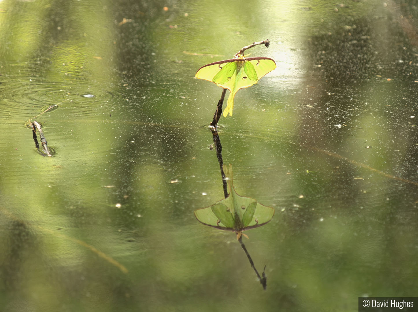 It's a bug by David Hughes