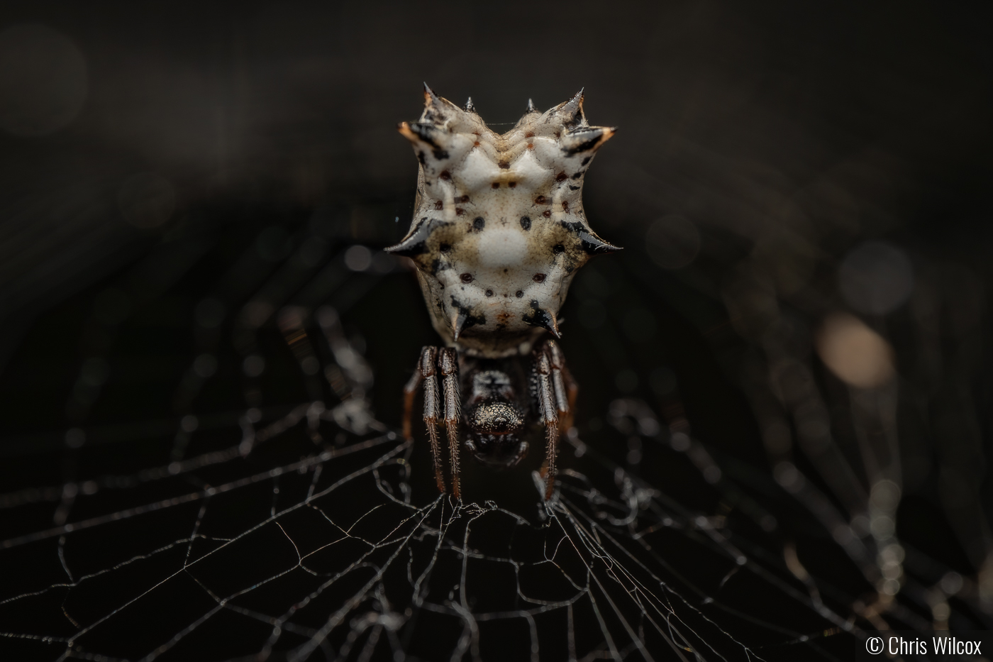 itsy bitsy by Chris Wilcox