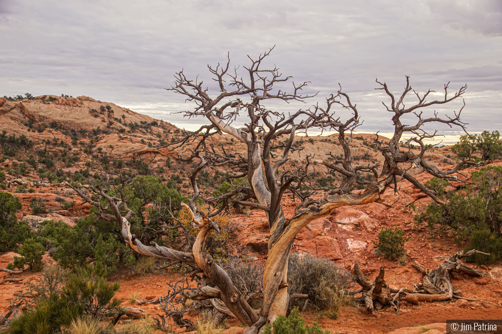 Juniper Tree by Jim Patrina