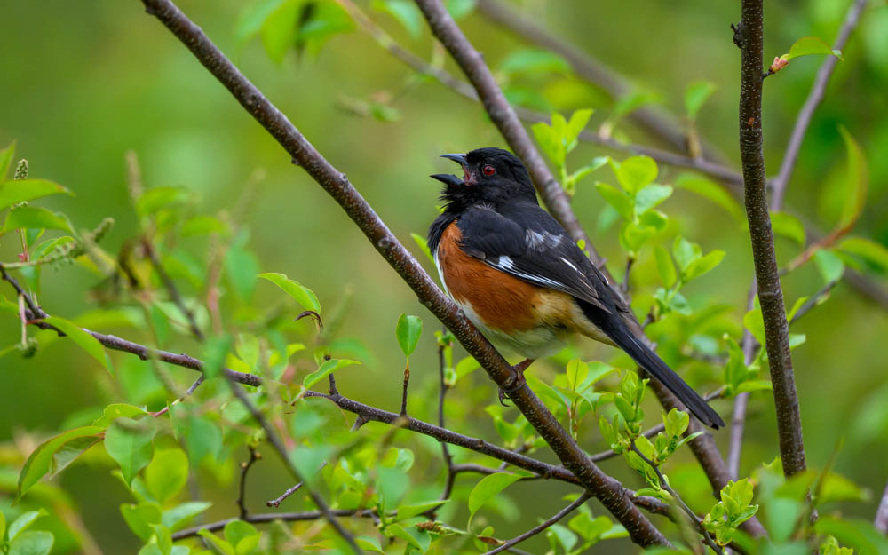 Just Chillin' by Tim Abbuhl