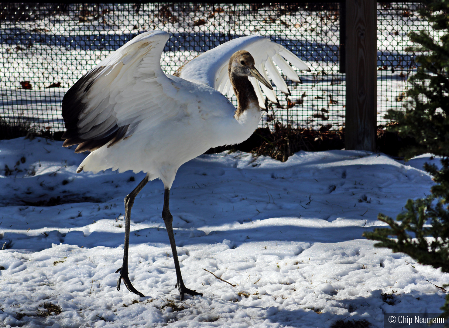 Juvenile Red Crowned Crane by Chip Neumann
