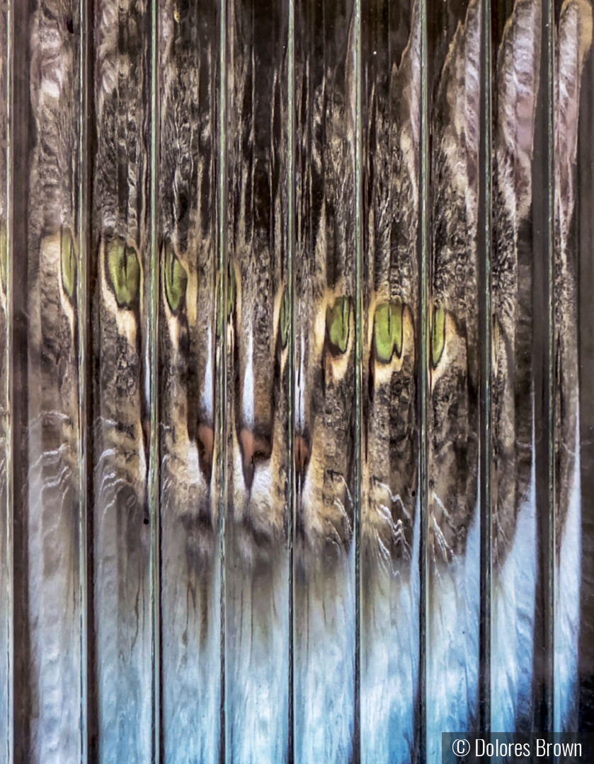 Kitty Looking Out by Dolores Brown