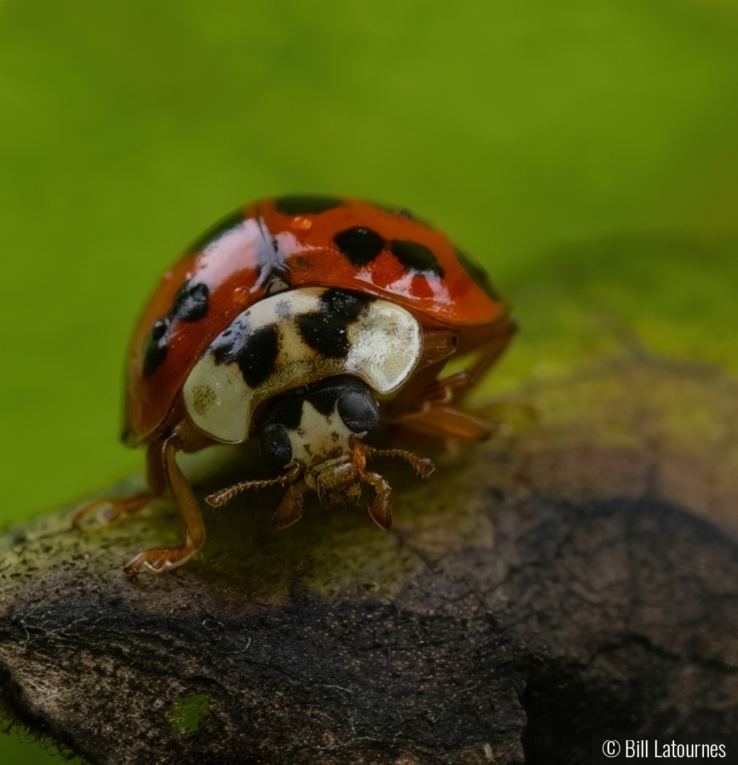 Ladybug by Bill Latournes