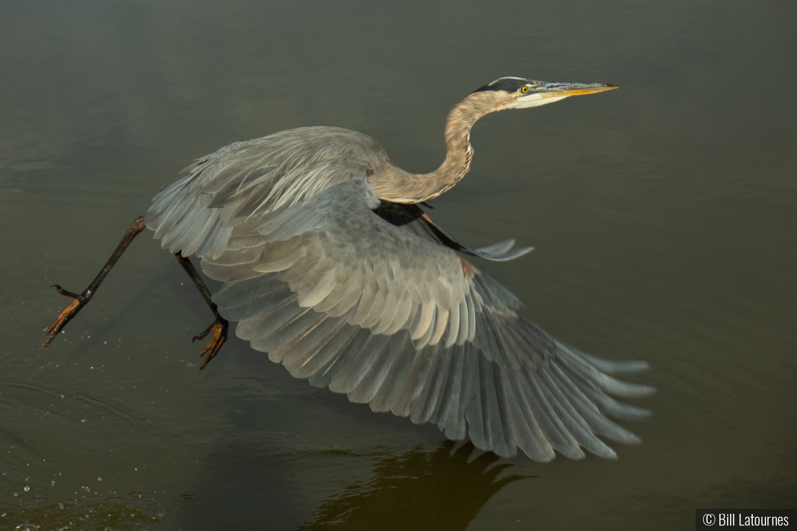 Landing by Bill Latournes