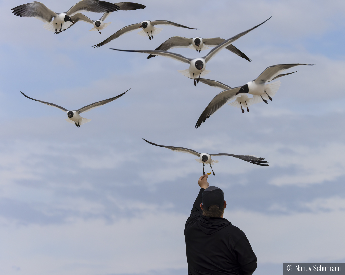 Laughing Gull Feeding Frenzy by Nancy Schumann