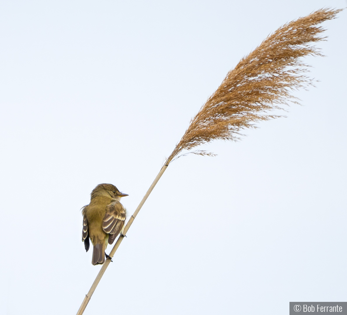 Lazing On The Grass by Bob Ferrante