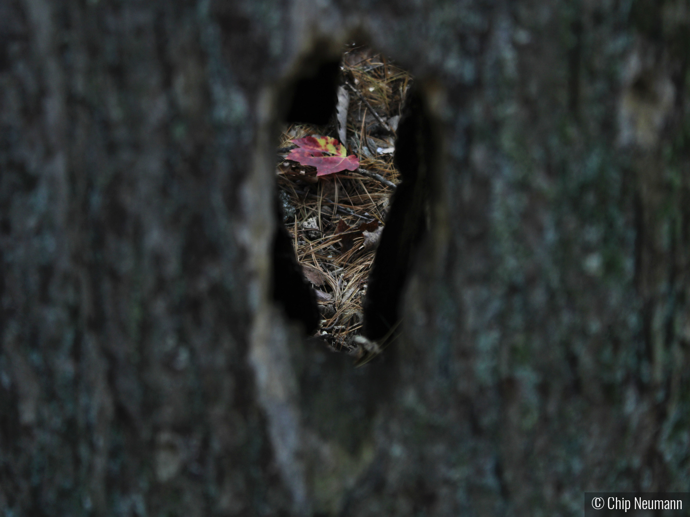Leaf Through the Tree by Chip Neumann