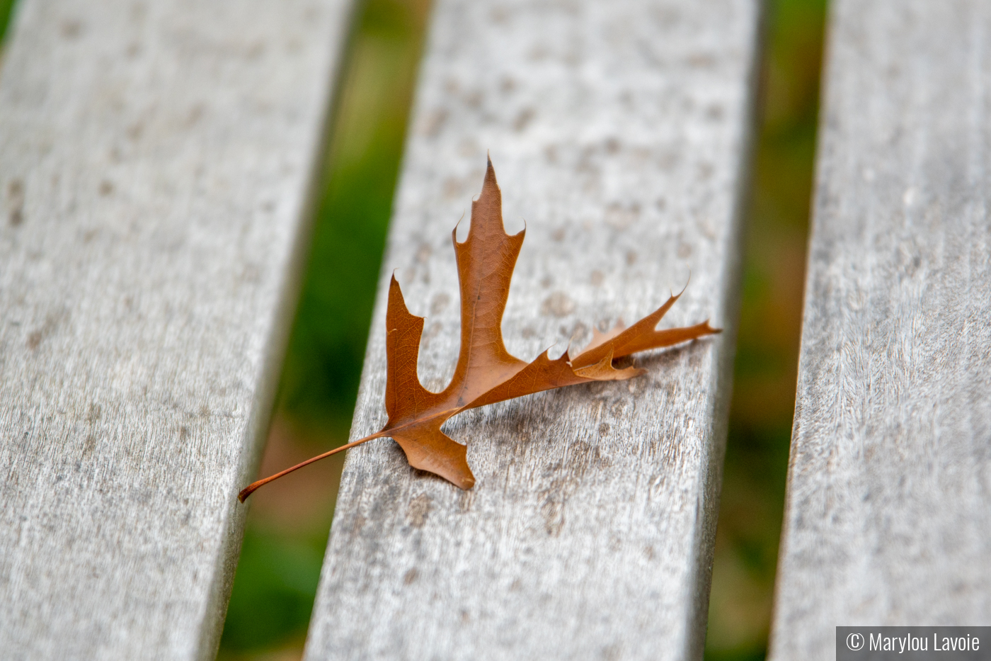 Leaf by Marylou Lavoie