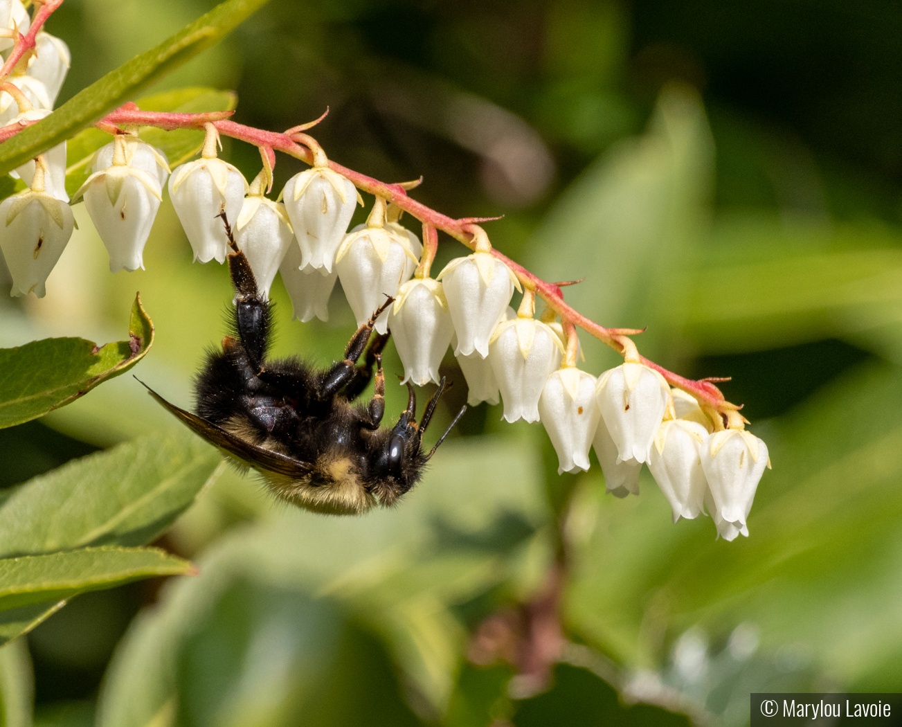 Let's Hang On by Marylou Lavoie