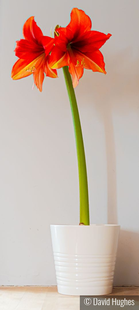 Lily by David Hughes