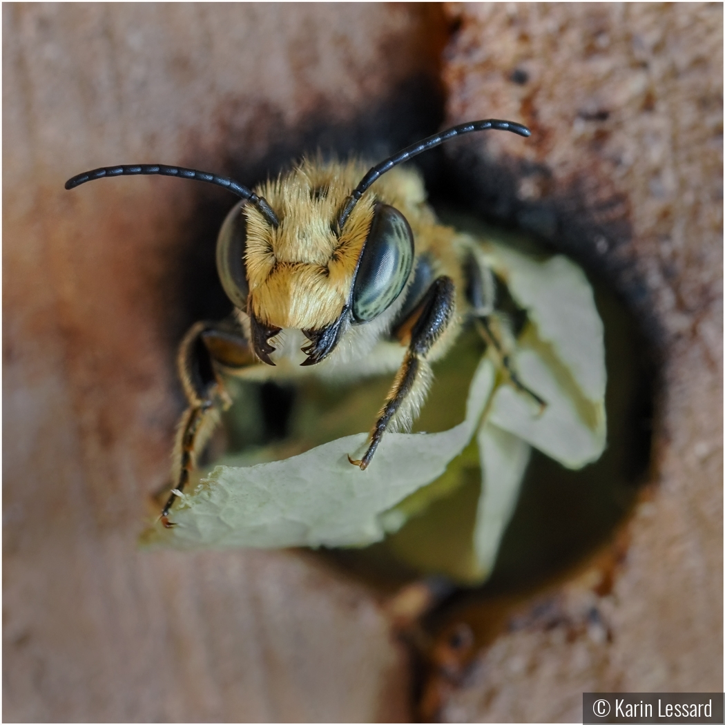 Little Leafcutter by Karin Lessard