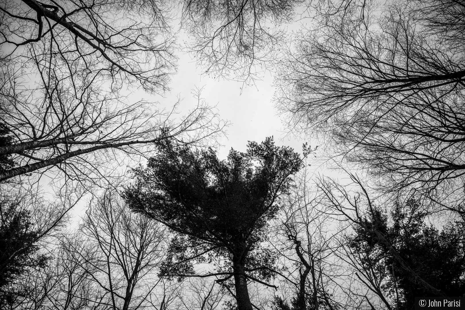 lookin g up by John Parisi