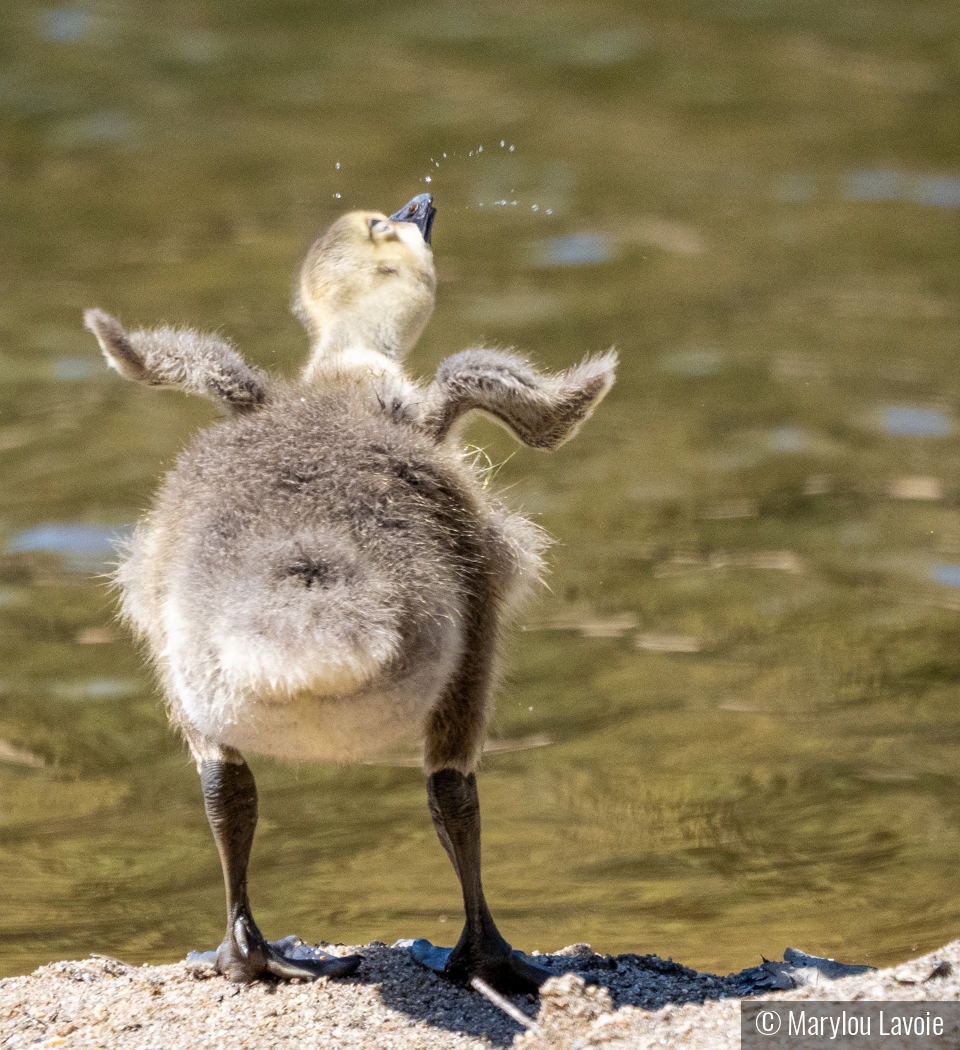 Looking Silly by Marylou Lavoie