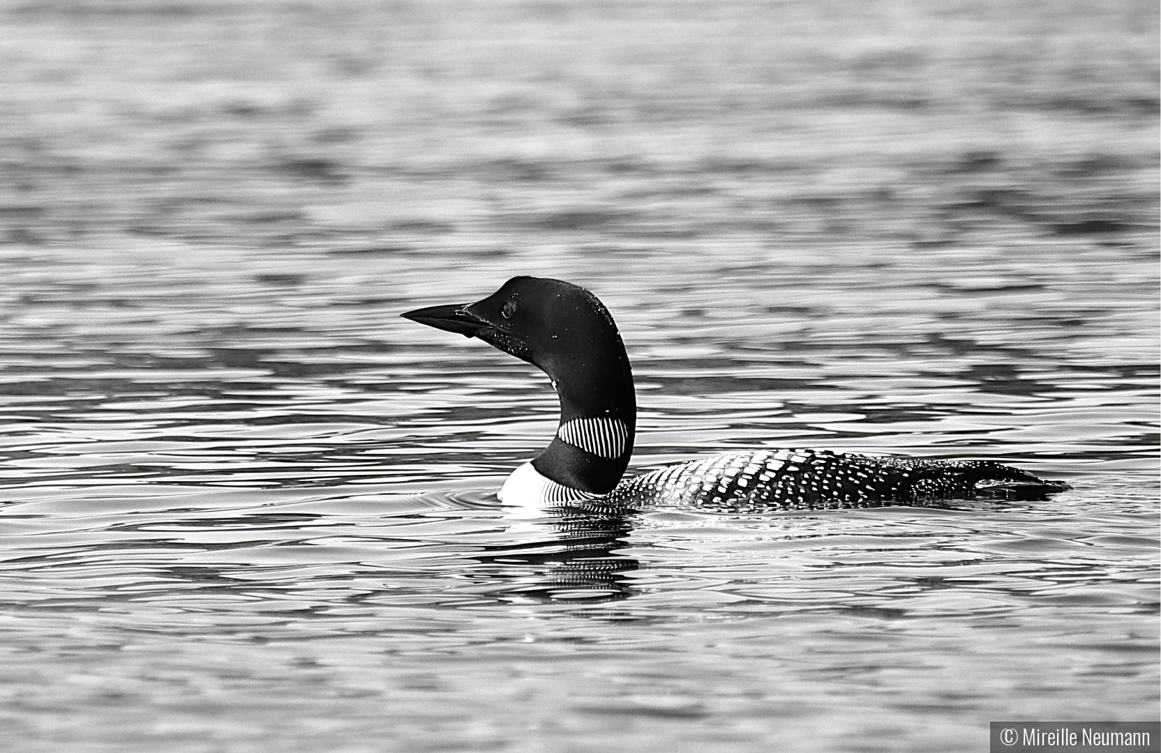 Loon in Black and White by Mireille Neumann