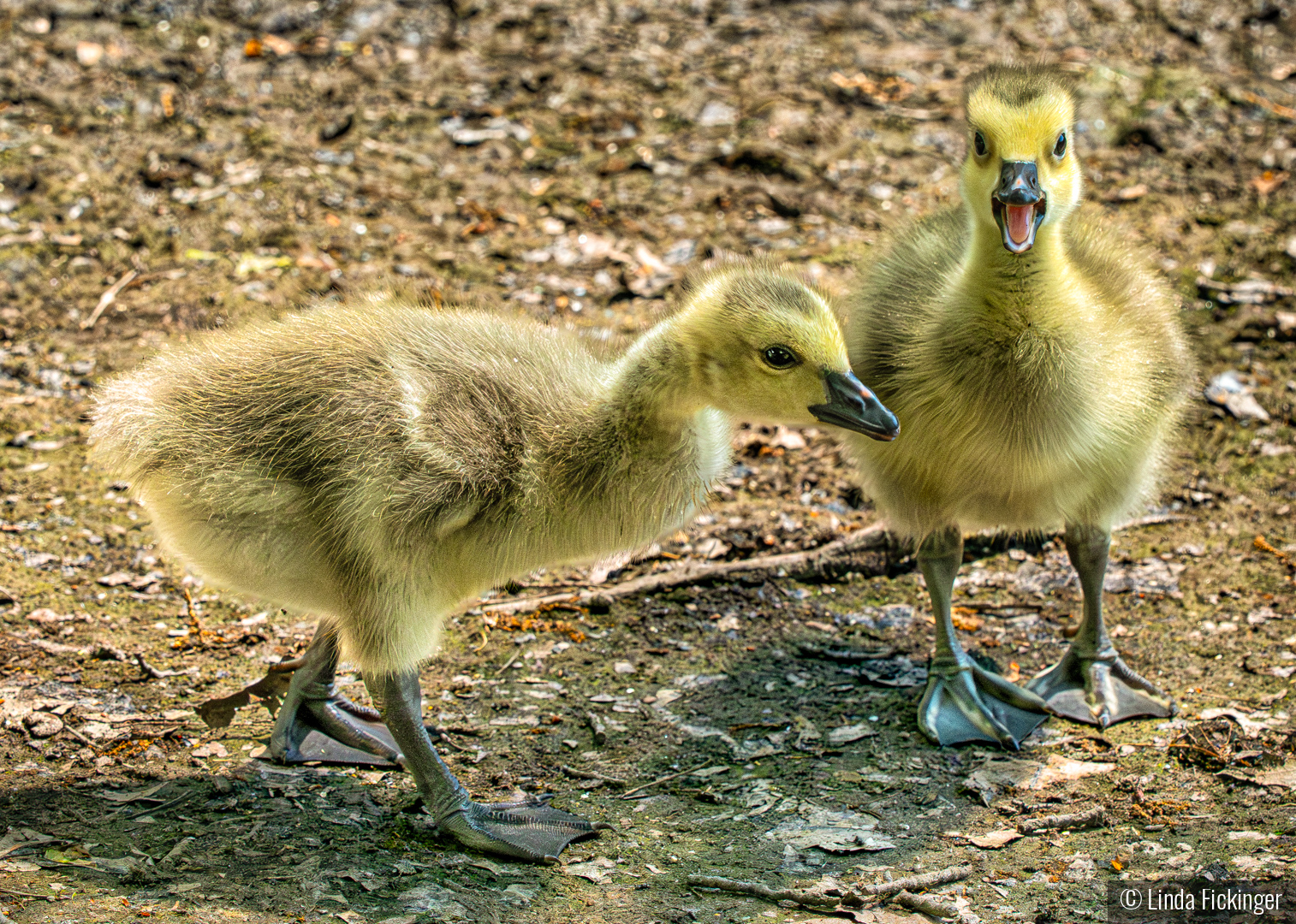 Making a Point by Linda Fickinger