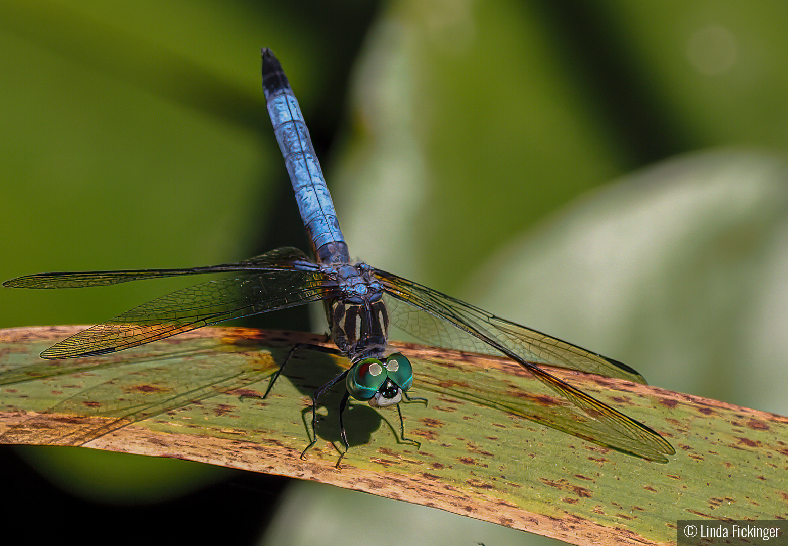 Male Blue Dasher by Linda Fickinger