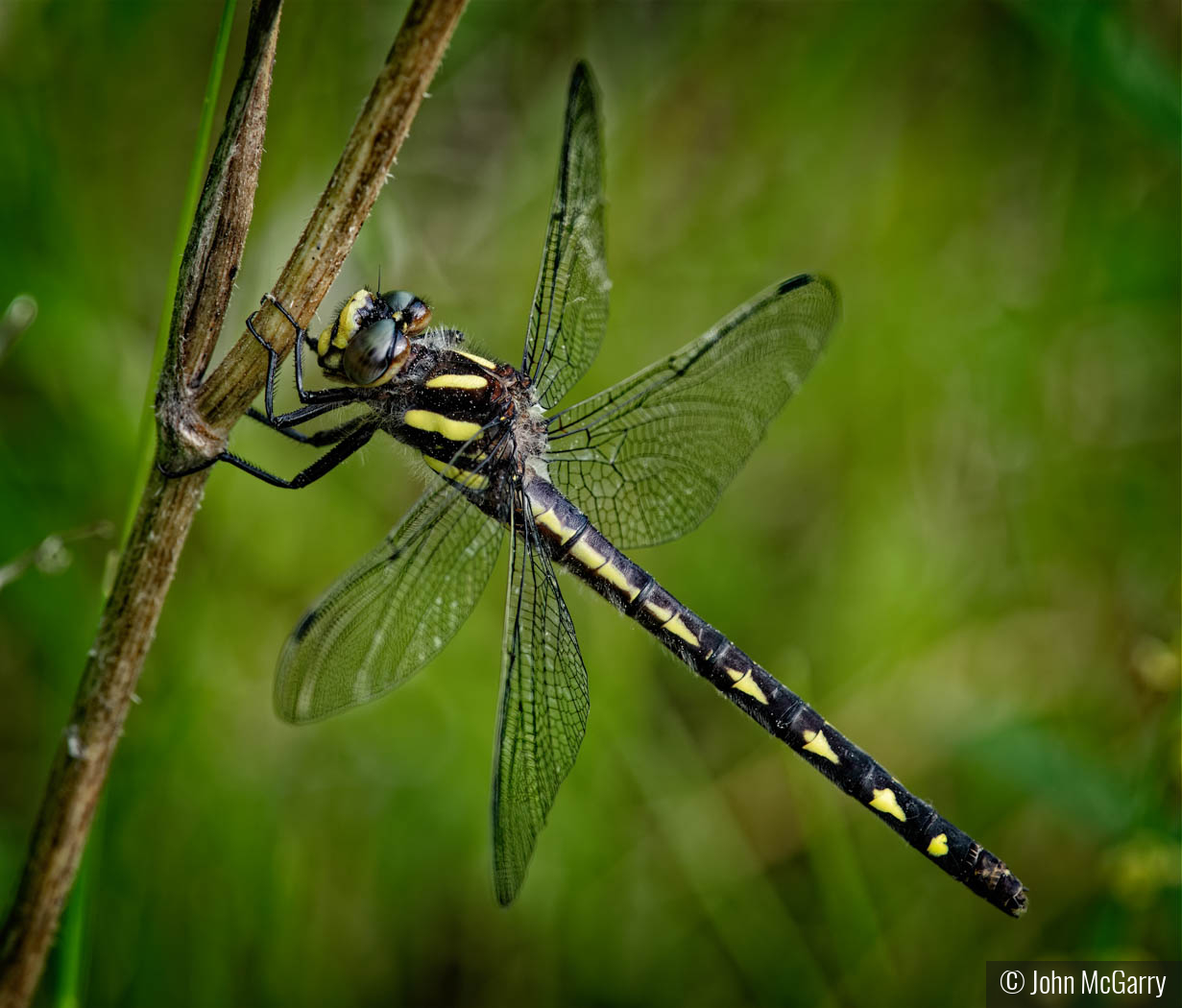 Male Delta Spotted Forktail by John McGarry