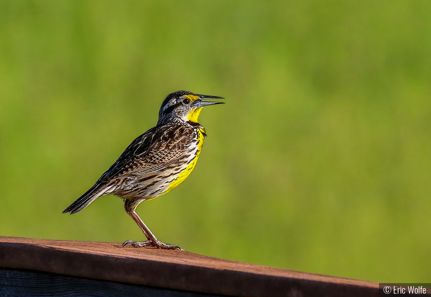 Meadowlark's Morning Song by Eric Wolfe