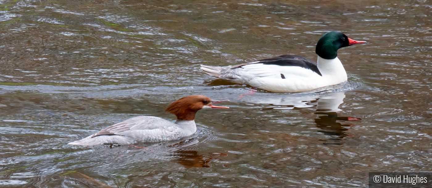 Merganser by David Hughes