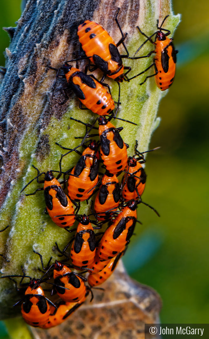 Milkweed Bug Nymphs Emerging by John McGarry