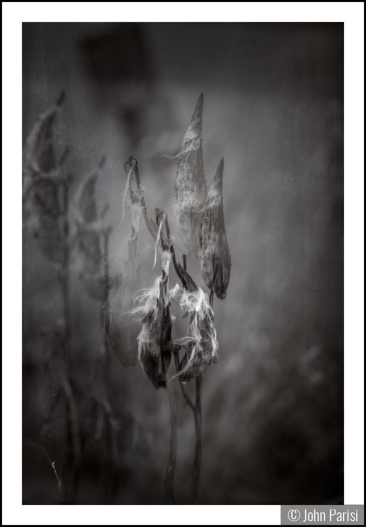 milkweed by John Parisi