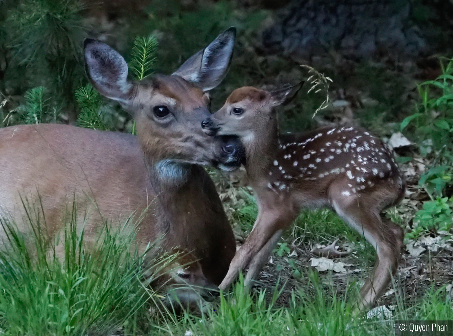 Momma and Her Newborns by Quyen Phan