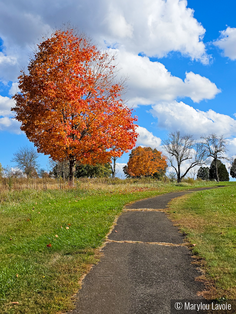 Morning Walk Cell Phone Snap by Marylou Lavoie