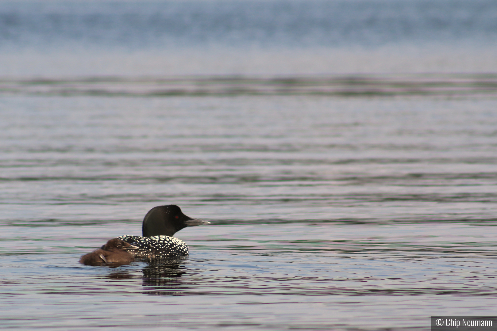Mother and Child by Chip Neumann