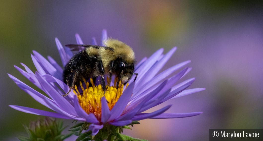 My Purply Life by Marylou Lavoie