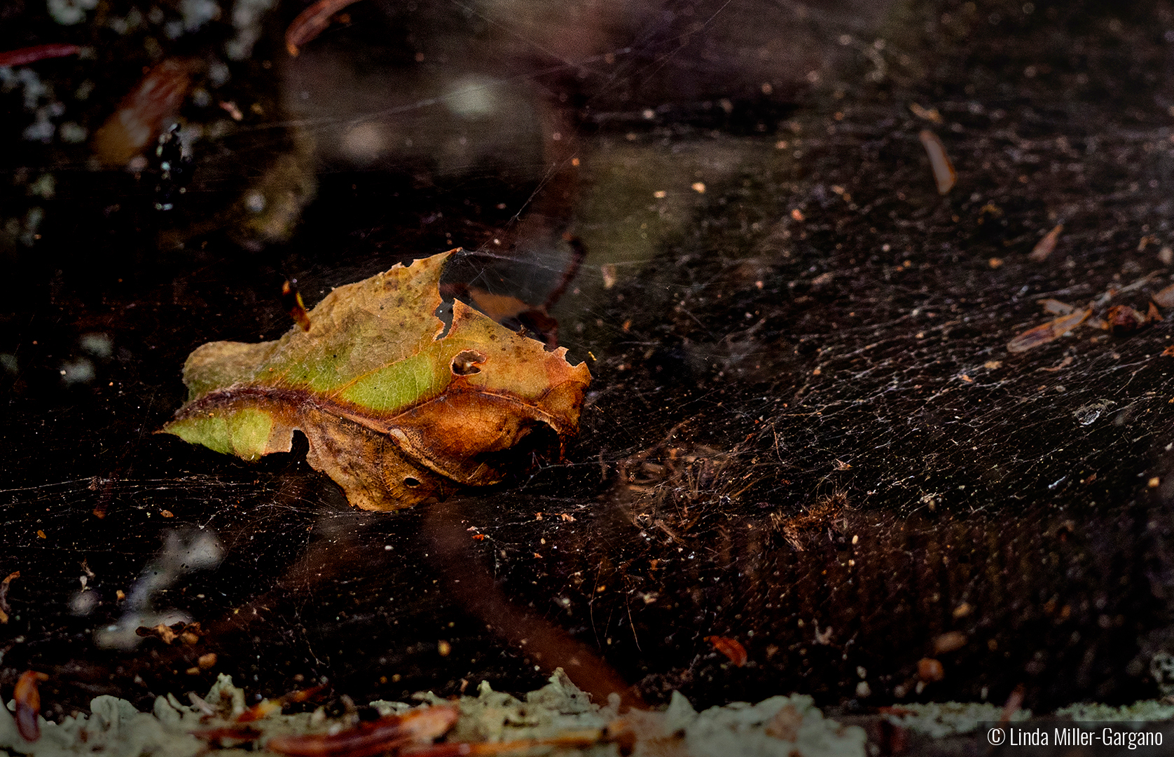 Nature Imitates Nature by Linda Miller-Gargano