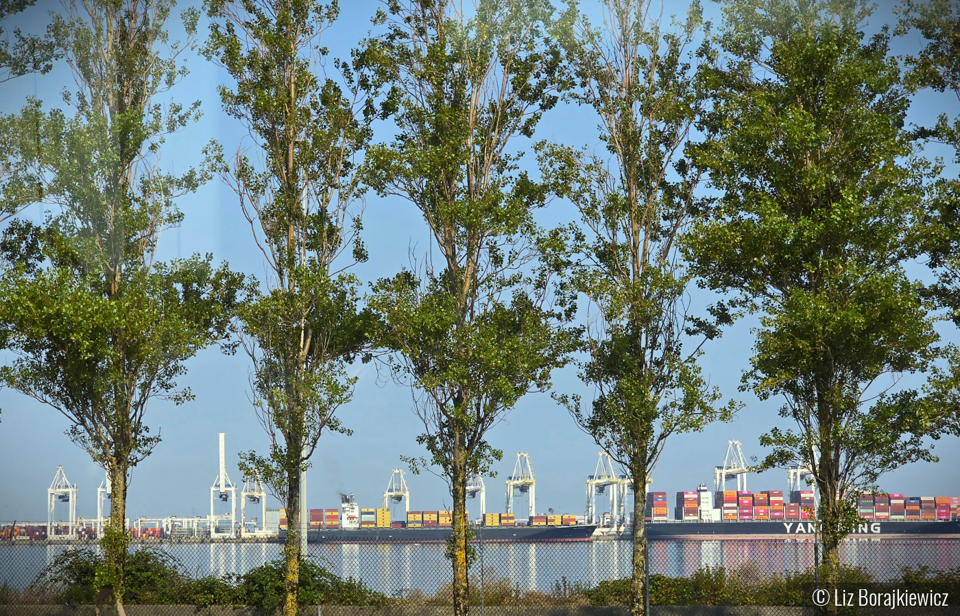 Nature vs. Industry by Liz Borajkiewicz