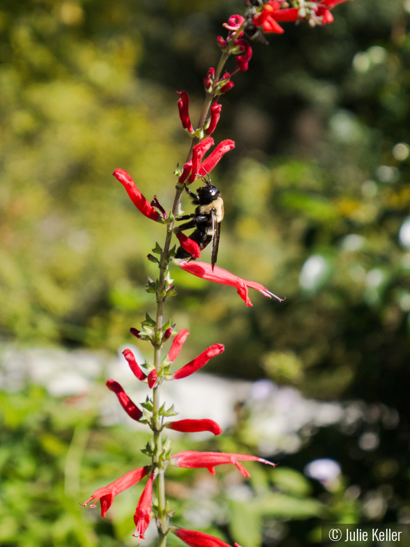 Nature's Alchemist by Julie Keller