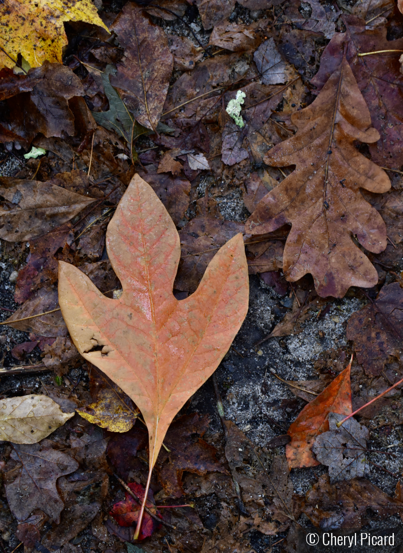 Nature’s October Signature by Cheryl Picard