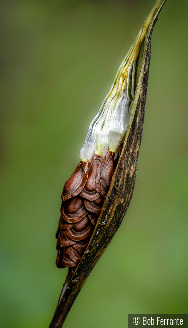 Next Generation by Bob Ferrante