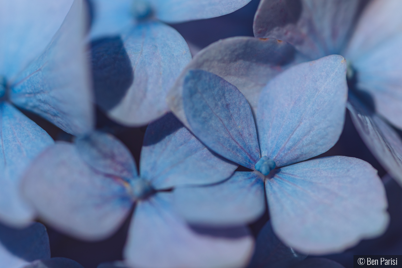 Nothing Compares to Spring Colors by Ben Parisi
