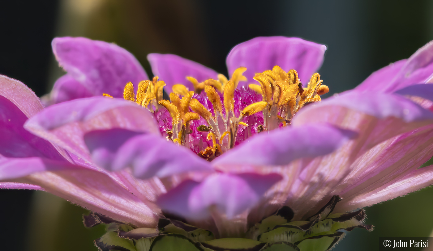 old Nikon 60mm macro by John Parisi