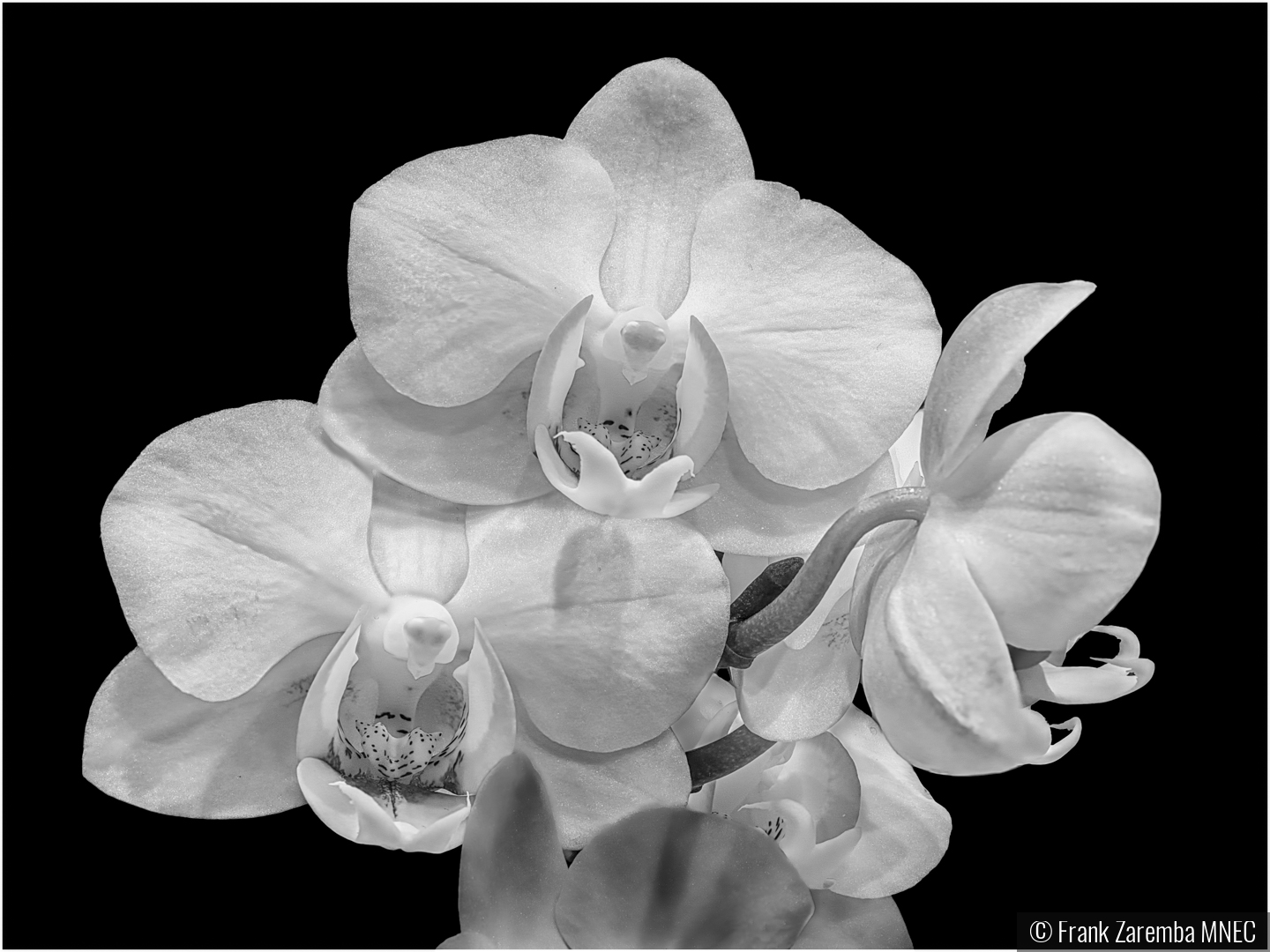 Orchids by Frank Zaremba MNEC