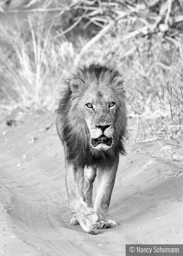 Out For a Stroll by Nancy Schumann