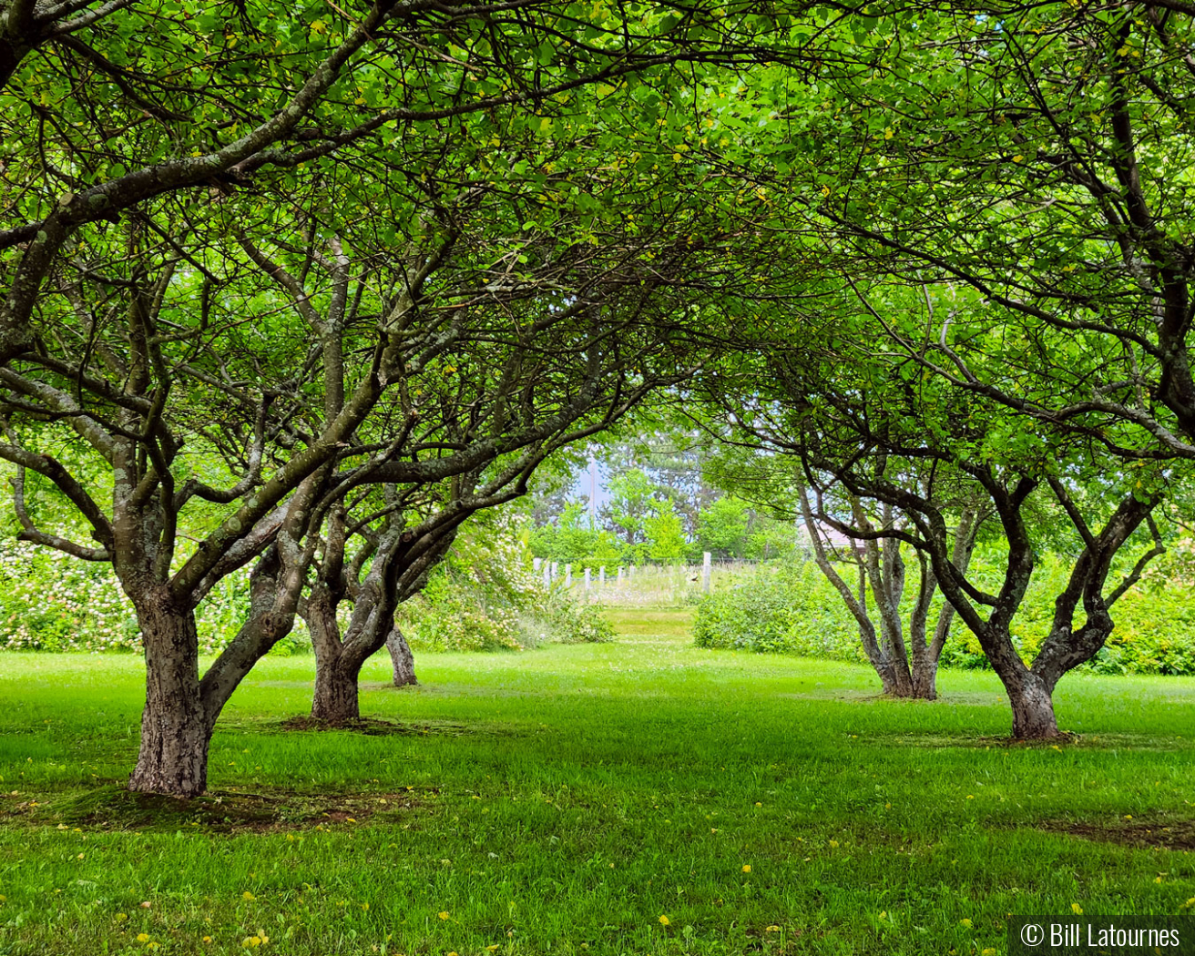 Pathway Through The Woods by Bill Latournes
