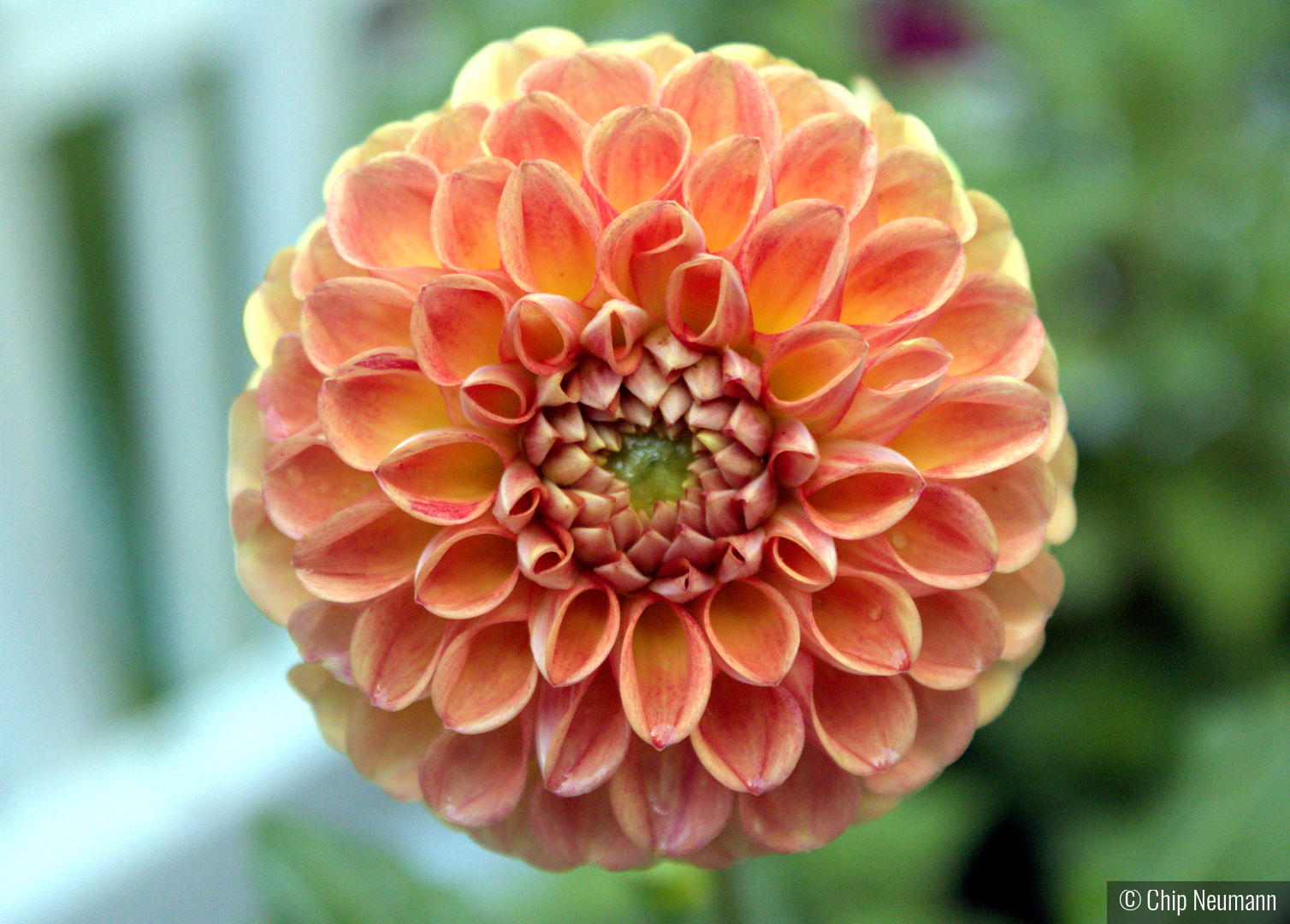 Peach Dalia in Bloom by Chip Neumann