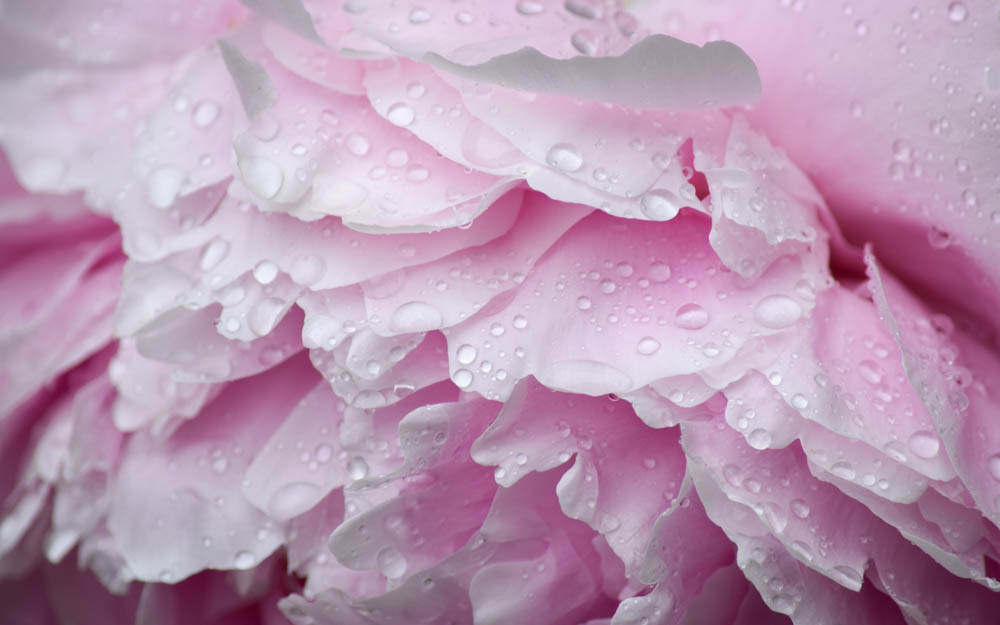 Peony after the rain by Tim Abbuhl