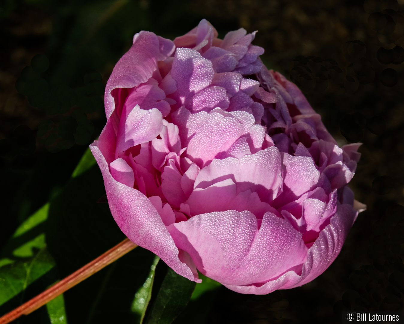 Peony by Bill Latournes