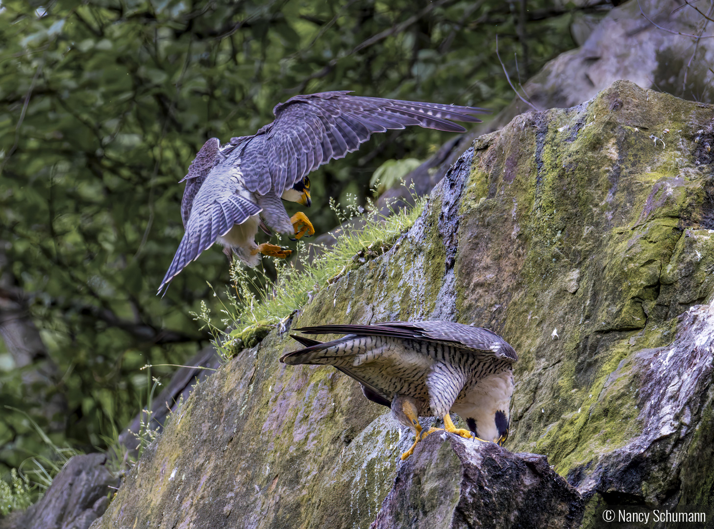 Peregrine Falcon Breeding Pair by Nancy Schumann
