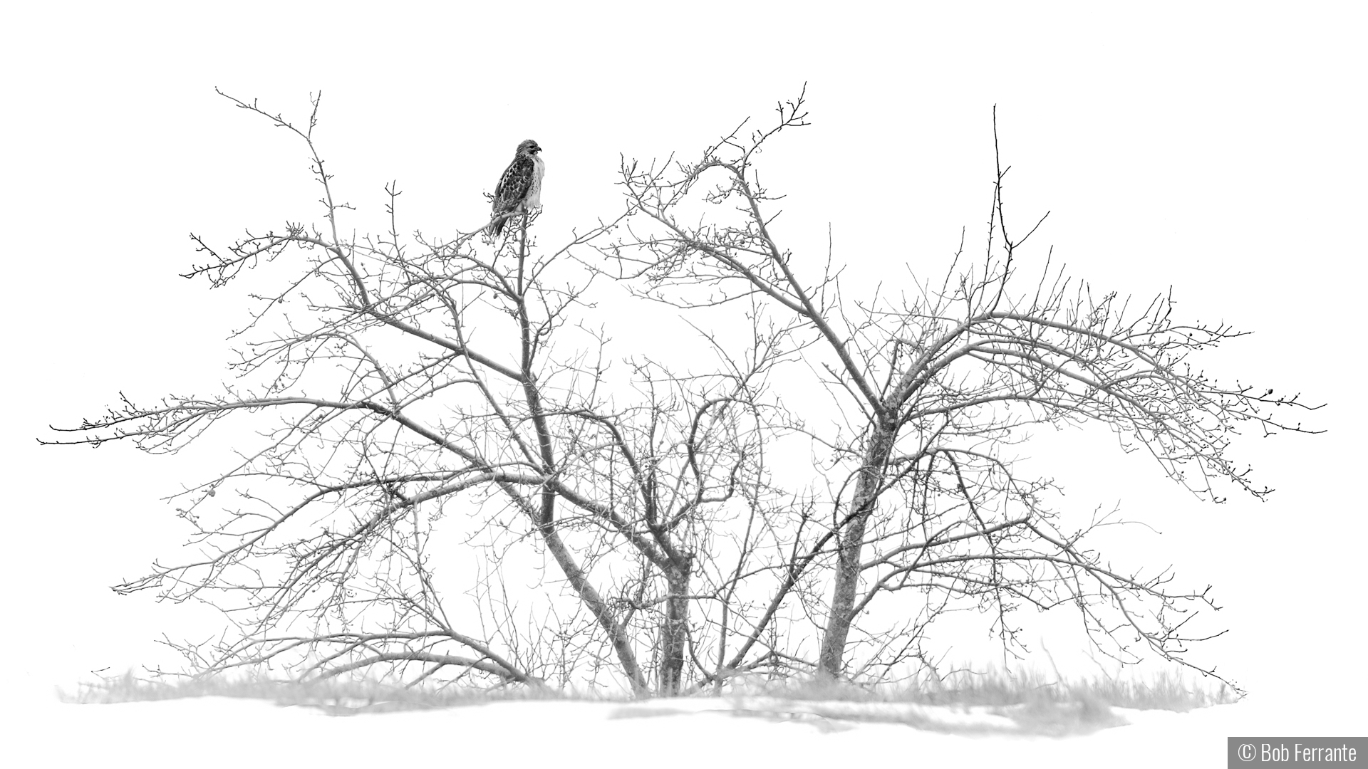 Perfect Vantage Point by Bob Ferrante