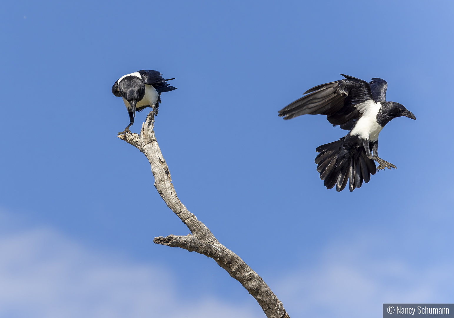 Pied Crows by Nancy Schumann