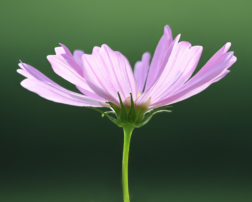 Pink and Green by Ian Veitzer