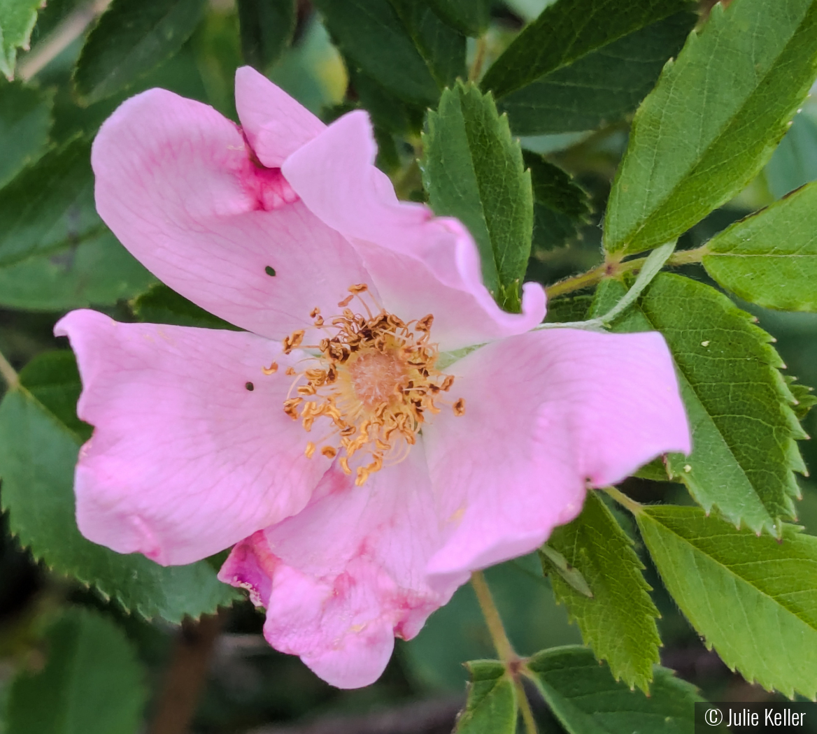 Pink Wild Rose by Julie Keller