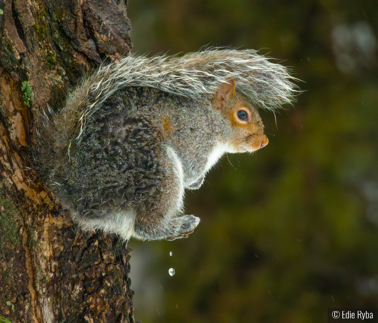 Precariously Perched in the Rain by Edie Ryba